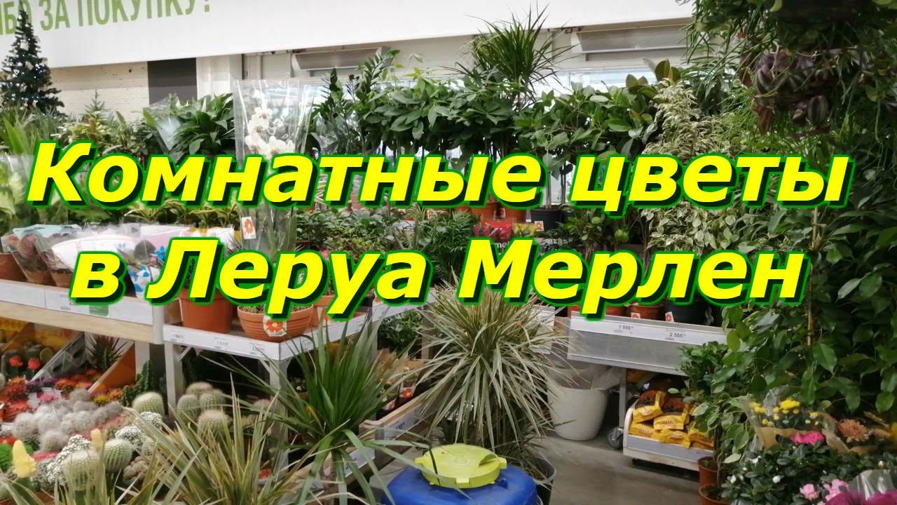 Цветы в магазине Леруа Мерлен