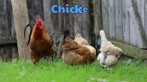 50+ Pet Animal Names | English Vocabulary | Animal names