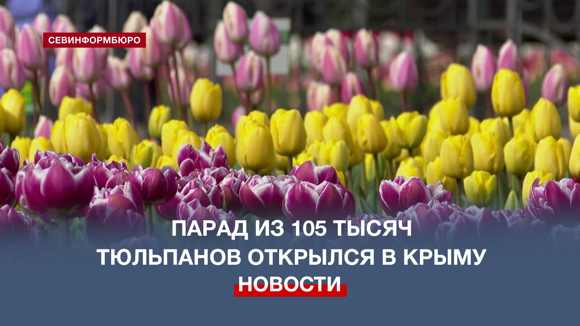159 сортов и 40 новинок: в Никитском ботаническом саду начался Парад тюльпанов