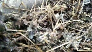 ?ИСПОЛЬЗОВАНИЕ ВИНОГРАДНЫХ ЛИСТЬЕВ ДЛЯ УРОЖАЯ СЛЕДУЮЩЕГО ГОДА