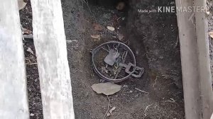 Крыса попалась в капкан/жизнь в деревне.