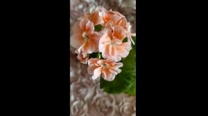 Лучшие  сортовые пеларгонии .Пеларгония мини Jip's Pilgrim Posy. Другие  пеларгонии из серии Jip's