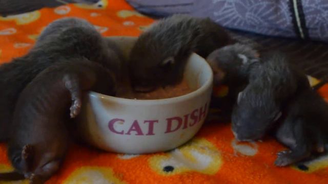 Щенки литера "В" 2013г. Первый раз еда из миски) смотреть онлайн