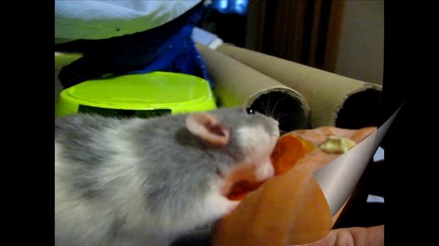 Гигантские крысы и тыква смотреть онлайн