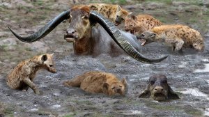 Best attack wild Epic Battle Of Hyenas vs Buffalo! Top Funny Animal.mp4