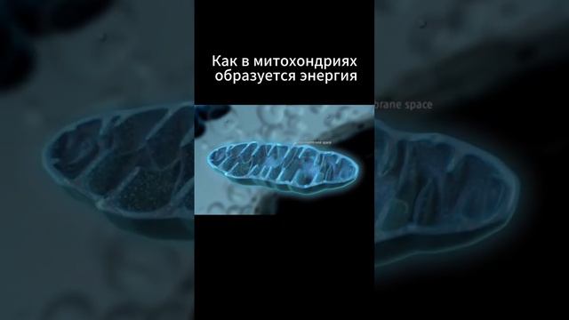 Как в митохондриях образуется энергия