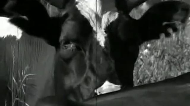 Никита Хрущев и сельское хозяйство смотреть онлайн