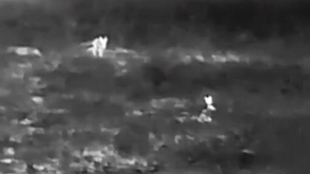 Zorro intenta cazar a liebre y lo graban con visor térmico смотреть онлайн