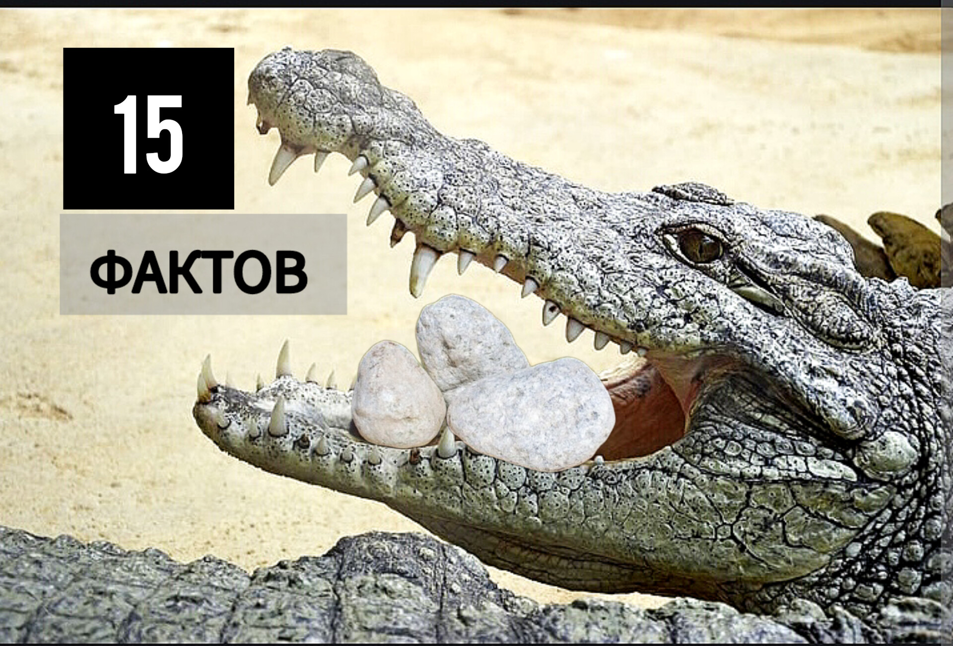 Проглотил камушки. Факты о крокодилах. Крокодил глотает камни. Каменный крокодил.