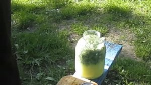 Профилактика рака - чистотел