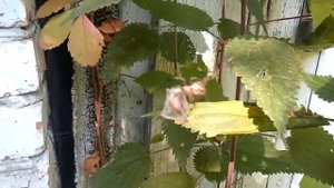 Охота паука крестовика