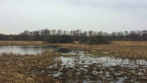 бобры и щуки в Санниково