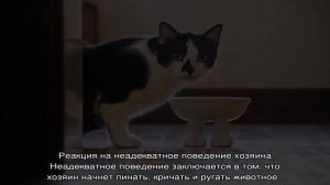 Кот орет: основные причины и меры успокоения