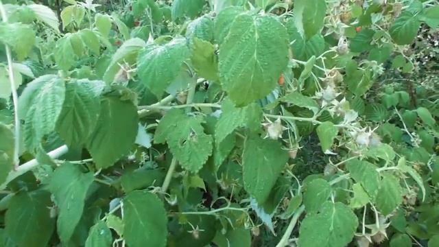 Много и крупная! Ремонтантная малина Джоан Джей (Joan J). Урожай 4 и 2-летних кустов смотреть онлайн