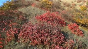 СЕЛО АЛКАДАР.