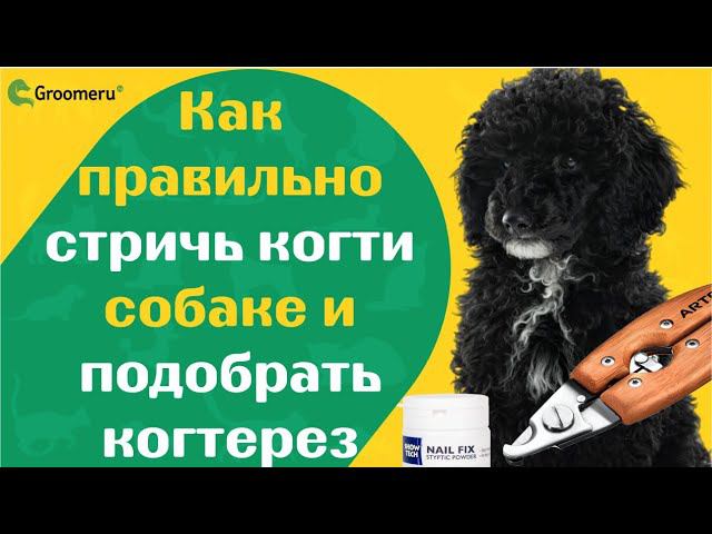 Как правильно стричь когти собаке и подобрать когтерез | обзор и демонстрация ARTERO (Испания)