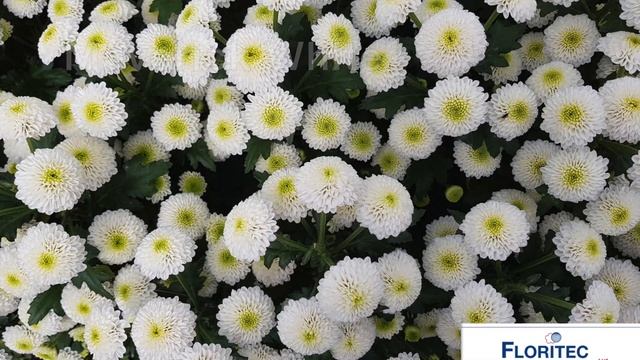 Chrysanthemum Trials week 35 Colombia | Episode 1 | Santini смотреть онлайн