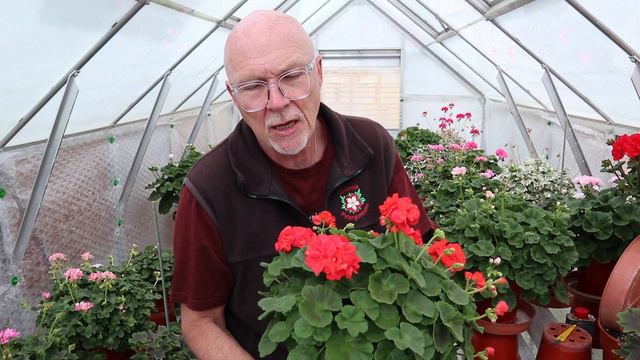 Three weeks to Go ... Do I de-bloom. Also more new Regals.