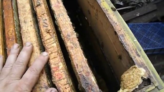 противороевой отводок на плодную матку - один из лучших способов уйти от роения смотреть онлайн