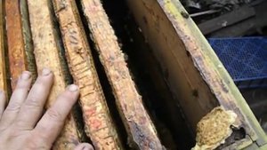 противороевой отводок на плодную матку - один из лучших способов уйти от роения