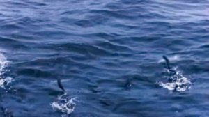 Летающая рыба. Факты