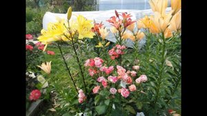 КРАСОЧНЫЕ РОЗЫ СПРЕЙ "ФАЙР ФЛЕШ" в обрамлении лилий.