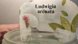 Живое аквариумное растение Людвигия Аркуата меристемное