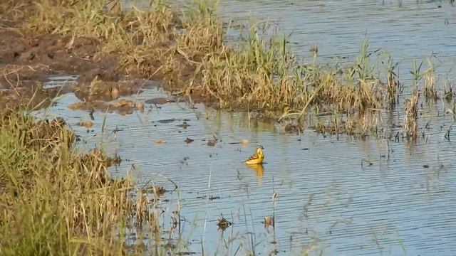 Пруд Гришкин у с.Борисовка Волоконовский район Белгородская область смотреть онлайн