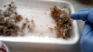 Сбор семян салата.Результат сбора семян на 23 августа 19 г.