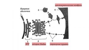 Строение клетки – ЛИЗОСОМЫ: образование, функции, строение, первичные и вторичные лизосомы