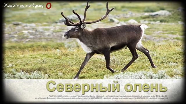 Животные на букву О (1)
