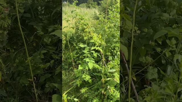 Заготавливаю Иван-чай??