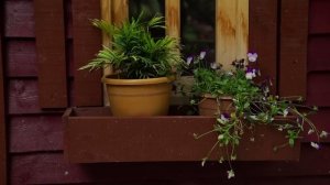 Говьяжий язык  на костре Азербайджанская Кухня Деревенская Кухня  Рецепты