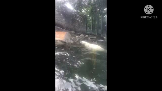 Умный белый медведь ПРАГА смотреть онлайн