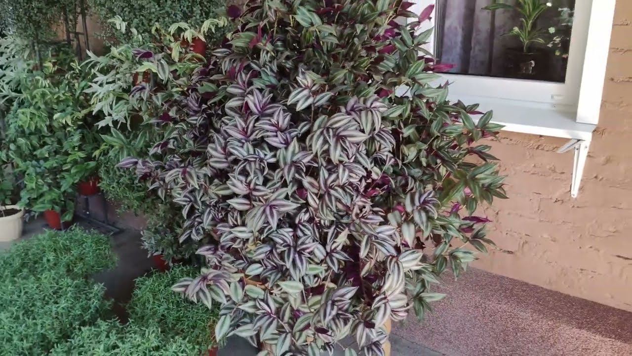 Традесканция просто гигант. Как вырастить огромный шикарный куст традесканции за сезон.