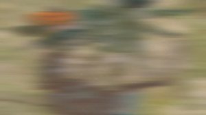 Самое Опасное Насекомое в Мире! ч.2