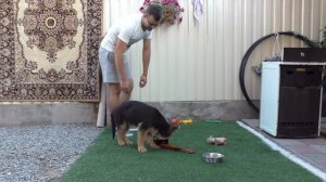 Знакомьтесь, Локки! Щенок Немецкой овчарки 3 мес. Loki. Puppy German Shepherd 3 months.