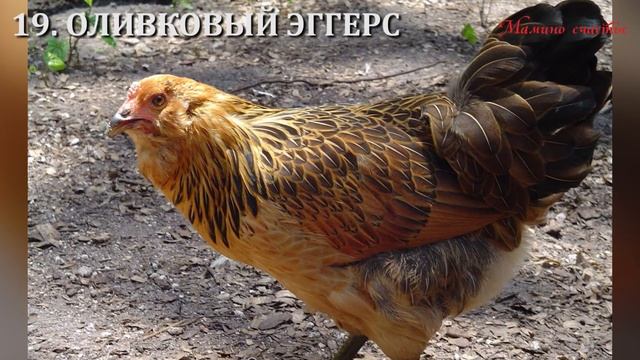 УДИВИТЕЛЬНЫЕ ПТИЦЫ И ИХ РАЗНОЦВЕТНЫЕ ЯЙЦА смотреть онлайн