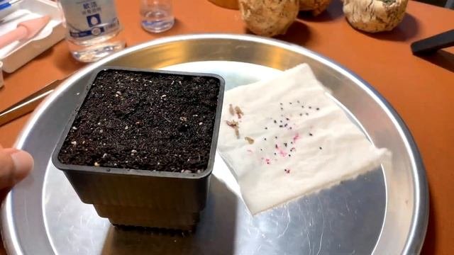 Lophophora Fricii | 銀冠玉 | Propagating Cacti From Seed | How To Grow Cactus From Seed