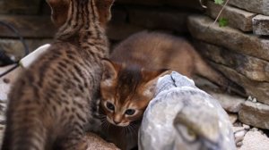 Одна из самых дорогих кошек в мире - ЧАУЗИ
