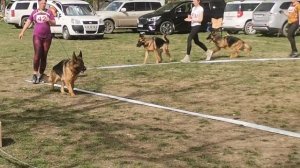 Рабочие суки 1