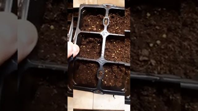 боливийская бегония. пересадка укоренившихся черенков смотреть онлайн