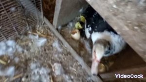 Вывод утят под уткой. От начала до конца