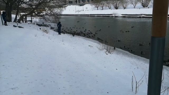 Кормление уток зимой на реке. Дикая природа. смотреть онлайн