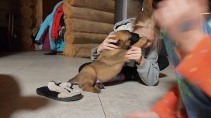 Щенкам от Энцо и Эшли 1 месяц / Malinois Puppy 1 months / CODENZO G-litter