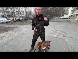 Правильная амуниция для собаки и как её подобрать!