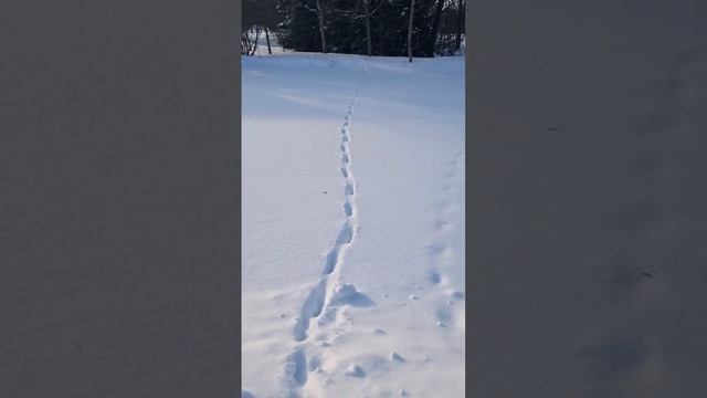 В деревню  пришли дикие звери.