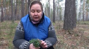 БРУСНИКА || Польза и применение весенней травы