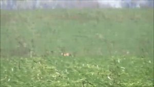 охота 2013 уиппеты