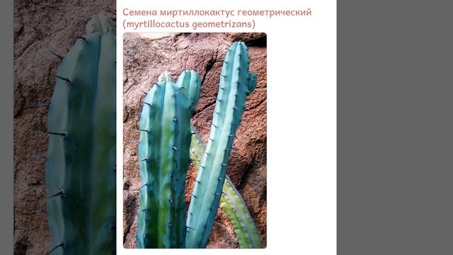 Миртиллокактус геометрический (myrtillocactus geometrizans)